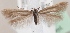  (Scythris mikkolai - KN00347)  @11 [ ] CreativeCommons - Attribution Non-Commercial (2014) Marko Mutanen University of Oulu