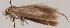  (Scythris tumidella - KN00361)  @11 [ ] CreativeCommons - Attribution Non-Commercial (2014) Marko Mutanen University of Oulu
