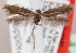  (Scythris hemicycliella - KN00363)  @11 [ ] CreativeCommons - Attribution Non-Commercial (2014) Marko Mutanen University of Oulu