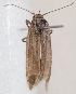  (Scythris sibirella - KN00366)  @11 [ ] CreativeCommons - Attribution Non-Commercial (2014) Marko Mutanen University of Oulu
