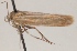  (Scythris perlucidella - KN00375)  @13 [ ] CreativeCommons - Attribution Non-Commercial (2014) Marko Mutanen University of Oulu