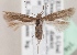  (Scythris eversmanni - KN00379)  @14 [ ] CreativeCommons - Attribution Non-Commercial (2014) Marko Mutanen University of Oulu