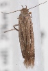  (Scythris gozmanyi - KN00410)  @11 [ ] CreativeCommons - Attribution Non-Commercial (2014) Marko Mutanen University of Oulu