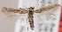  (Scythris malozemovi - KN00426)  @14 [ ] CreativeCommons - Attribution Non-Commercial (2014) Marko Mutanen University of Oulu