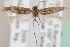  (Scythris gorbunovi - KN00431)  @13 [ ] CreativeCommons - Attribution Non-Commercial (2014) Marko Mutanen University of Oulu