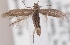  (Scythris heikkii - KN00439)  @14 [ ] CreativeCommons - Attribution Non-Commercial (2014) Marko Mutanen University of Oulu