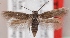  (Scythris hamardabanica - KN00444)  @14 [ ] CreativeCommons - Attribution Non-Commercial (2014) Marko Mutanen University of Oulu