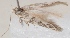  (Scythris dicroa - KN00455)  @13 [ ] CreativeCommons - Attribution Non-Commercial (2014) Marko Mutanen University of Oulu