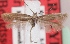  (Scythris barguzinensis - KN00472)  @11 [ ] CreativeCommons - Attribution Non-Commercial (2014) Marko Mutanen University of Oulu