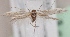  (Scythris hypolepta - KN00490)  @13 [ ] CreativeCommons - Attribution Non-Commercial (2014) Marko Mutanen University of Oulu