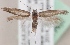  (Scythris caballoides - KN00499)  @14 [ ] CreativeCommons - Attribution Non-Commercial (2014) Marko Mutanen University of Oulu