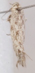  (Scythris sigmoides - KN00511)  @12 [ ] CreativeCommons - Attribution Non-Commercial (2014) Marko Mutanen University of Oulu