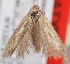  (Scythris syrdaryae - KN00515)  @14 [ ] CreativeCommons - Attribution Non-Commercial (2014) Marko Mutanen University of Oulu