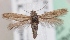  (Scythris elenae - KN00522)  @14 [ ] CreativeCommons - Attribution Non-Commercial (2014) Marko Mutanen University of Oulu