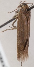  (Scythris subaerariella - KN00536)  @13 [ ] CreativeCommons - Attribution Non-Commercial (2014) Marko Mutanen University of Oulu