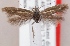  (Scythris remexella - KN00543)  @14 [ ] CreativeCommons - Attribution Non-Commercial (2014) Marko Mutanen University of Oulu