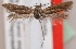  (Scythris albosuffusella - KN00550)  @13 [ ] CreativeCommons - Attribution Non-Commercial (2014) Marko Mutanen University of Oulu