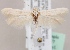  (Scythris cf. pallidella - KN00557)  @14 [ ] CreativeCommons - Attribution Non-Commercial (2014) Marko Mutanen University of Oulu