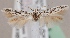  (Scythris ammobia - KN00558)  @14 [ ] CreativeCommons - Attribution Non-Commercial (2014) Marko Mutanen University of Oulu