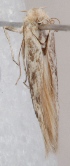  (Scythris asema - KN00563)  @12 [ ] CreativeCommons - Attribution Non-Commercial (2014) Marko Mutanen University of Oulu