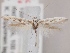  (Scythris curlettii - KN00566)  @11 [ ] CreativeCommons - Attribution Non-Commercial (2014) Marko Mutanen University of Oulu