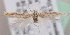  (Scythris hindukushi - KN00568)  @14 [ ] CreativeCommons - Attribution Non-Commercial (2014) Marko Mutanen University of Oulu
