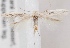  (Scythris pediculella - KN00577)  @11 [ ] CreativeCommons - Attribution Non-Commercial (2014) Marko Mutanen University of Oulu