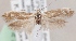  (Scythris pruinata - KN00579)  @14 [ ] CreativeCommons - Attribution Non-Commercial (2014) Marko Mutanen University of Oulu