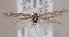  (Scythris hostilis - KN00587)  @14 [ ] CreativeCommons - Attribution Non-Commercial (2014) Marko Mutanen University of Oulu