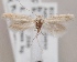  (Scythris cf. fissurella - KN00589)  @14 [ ] CreativeCommons - Attribution Non-Commercial (2014) Marko Mutanen University of Oulu
