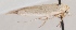  (Scythris fissurella - KN00593)  @12 [ ] CreativeCommons - Attribution Non-Commercial (2014) Marko Mutanen University of Oulu