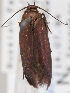  (Scythris omelkoi - KN00594)  @11 [ ] CreativeCommons - Attribution Non-Commercial (2014) Marko Mutanen University of Oulu