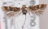  (Scythris constricta - KN00602)  @14 [ ] CreativeCommons - Attribution Non-Commercial (2014) Marko Mutanen University of Oulu