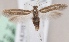  (Scythris arenicola - KN00605)  @14 [ ] CreativeCommons - Attribution Non-Commercial (2014) Marko Mutanen University of Oulu
