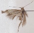  (Scythris lativalvella - KN00613)  @11 [ ] CreativeCommons - Attribution Non-Commercial (2014) Marko Mutanen University of Oulu