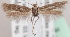  (Scythris azrouensis - KN00616)  @14 [ ] CreativeCommons - Attribution Non-Commercial (2014) Marko Mutanen University of Oulu