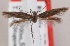  (Scythris spinella - KN00622)  @12 [ ] CreativeCommons - Attribution Non-Commercial (2014) Marko Mutanen University of Oulu