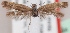  (Scythris kefensis - KN00623)  @14 [ ] CreativeCommons - Attribution Non-Commercial (2014) Marko Mutanen University of Oulu