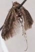  (Scythris pototskii - KN00624)  @11 [ ] CreativeCommons - Attribution Non-Commercial (2014) Marko Mutanen University of Oulu