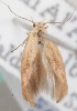  (Scythris camelella - KN00629)  @11 [ ] CreativeCommons - Attribution Non-Commercial (2014) Marko Mutanen University of Oulu