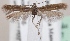  (Scythris rubioi - KN00637)  @13 [ ] CreativeCommons - Attribution Non-Commercial (2014) Marko Mutanen University of Oulu