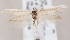  (Scythris salinella - KN00649)  @14 [ ] CreativeCommons - Attribution Non-Commercial (2014) Marko Mutanen University of Oulu
