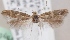  (Scythris brandti - KN00653)  @14 [ ] CreativeCommons - Attribution Non-Commercial (2014) Marko Mutanen University of Oulu