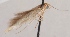  (Scythris bispinella - KN00660)  @13 [ ] CreativeCommons - Attribution Non-Commercial (2014) Marko Mutanen University of Oulu
