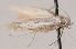  (Scythris paralogella - KN00662)  @11 [ ] CreativeCommons - Attribution Non-Commercial (2014) Marko Mutanen University of Oulu