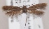  (Scythris martini - KN00664)  @14 [ ] CreativeCommons - Attribution Non-Commercial (2014) Marko Mutanen University of Oulu