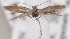  (Scythris acipenserella - KN00665)  @13 [ ] CreativeCommons - Attribution Non-Commercial (2014) Marko Mutanen University of Oulu
