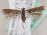  (Scythris sublaminella - KN00667)  @14 [ ] CreativeCommons - Attribution Non-Commercial (2014) Marko Mutanen University of Oulu