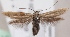  (Scythris bifissella - KN00674)  @15 [ ] CreativeCommons - Attribution Non-Commercial (2014) Marko Mutanen University of Oulu
