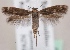  (Scythris pseudolocustella - KN00678)  @15 [ ] CreativeCommons - Attribution Non-Commercial (2014) Marko Mutanen University of Oulu